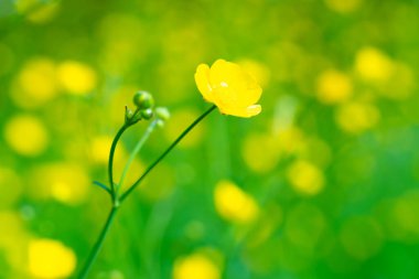 Çiçek açan yeşil arazi üzerindeki sarı çiçek