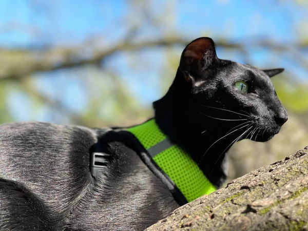 Negro Oriental Gato Con Verde Ojos Sentado Árbol Rama — Foto de Stock