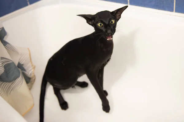 Black Oriental Wet Cat Washing Bath — Stock Photo, Image