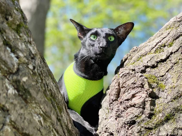黒い東洋の猫と緑の目が木の枝に座っている — ストック写真