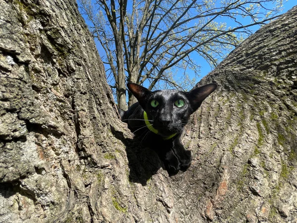 Pisică Orientală Neagră Ochi Verzi Așezați Ramura Copacului — Fotografie, imagine de stoc