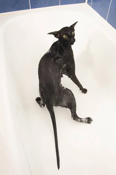 Negru Oriental Umed Pisica Spălare Baie — Fotografie, imagine de stoc