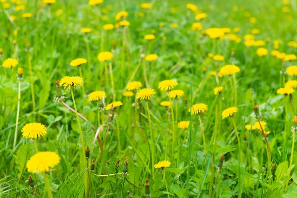 Mleczko Żółte Kwiaty Pole Wiosna Trawa Łąka — Zdjęcie stockowe