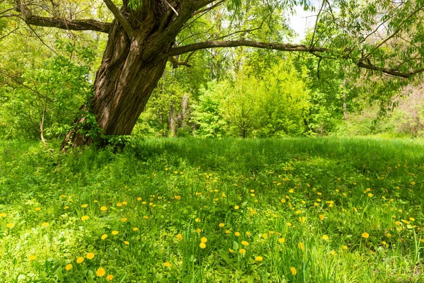Pampeliška Žluté Květy Pole Strom Jarní Tráva Louka Lese — Stock fotografie