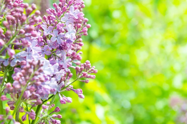 Lilac Paarse Bloemen Tak Boeket Groene Bladeren Achtergrond — Stockfoto