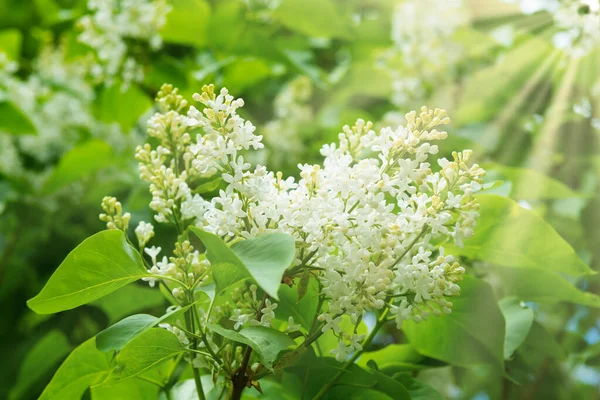 Lilás Flores Brancas Ramo Buquê Folhas Verdes Fundo — Fotografia de Stock