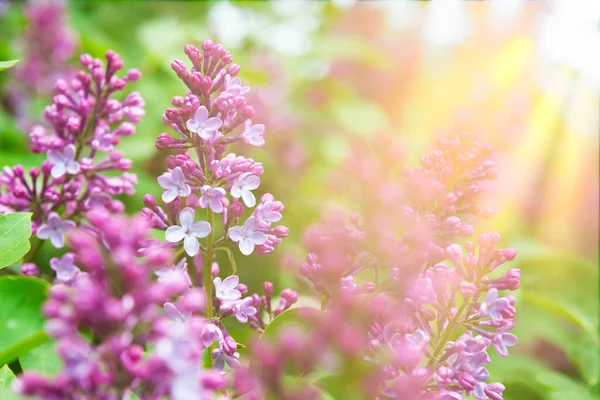 Лиловый Фиолетовый Букет Цветов Ветви Фоне Зеленых Листьев — стоковое фото