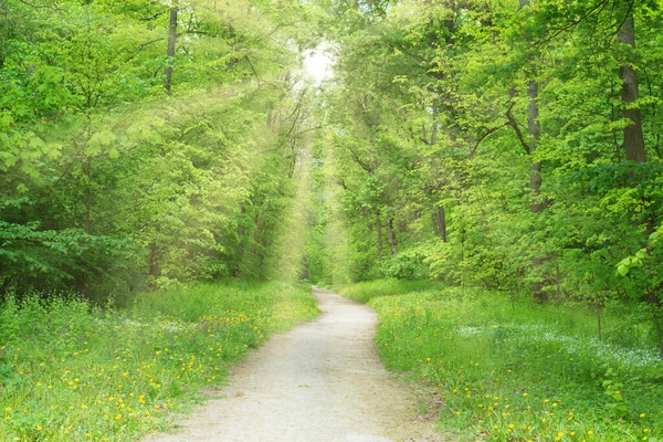 Parkwald Mit Gasse Und Grünen Bäumen — Stockfoto