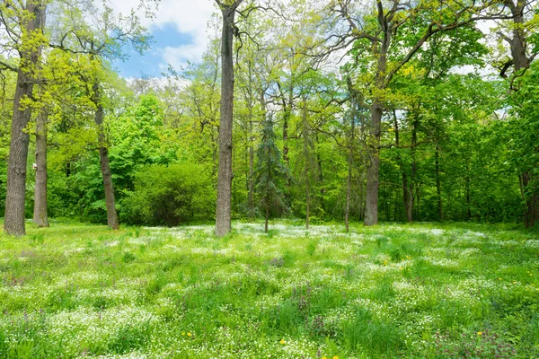 Grüner Wald Und Blumen Auf Grünem Wiesengras — Stockfoto