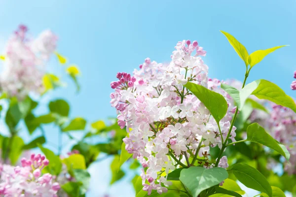 라일락 자줏빛 꽃들이 하늘에 꽃다발을 가지고 — 스톡 사진