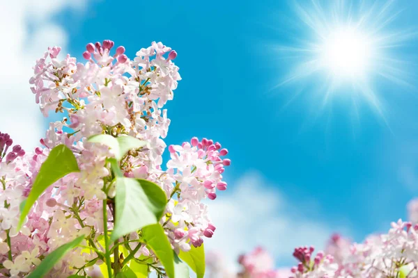 Lilac Paarse Roze Bloemen Tak Boeket Blauwe Hemel — Stockfoto