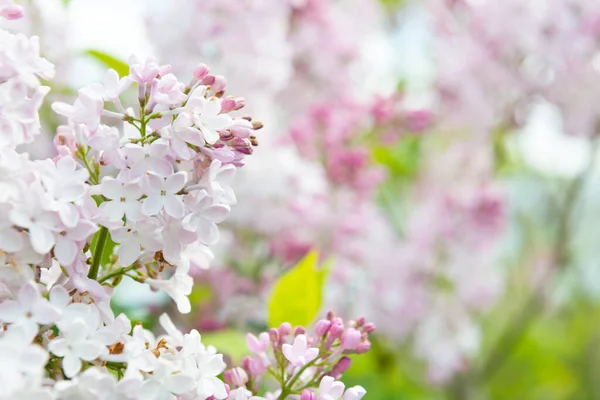 Lilás Flores Branco Roxo Primavera Flor Fundo — Fotografia de Stock