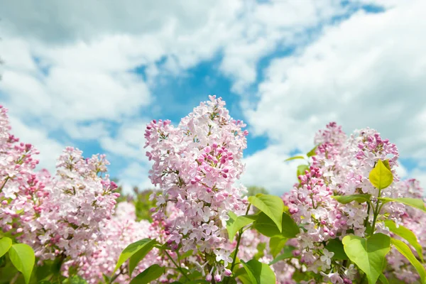 Сиренево Фиолетовый Розовый Букет Цветов Ветви Голубом Небе — стоковое фото