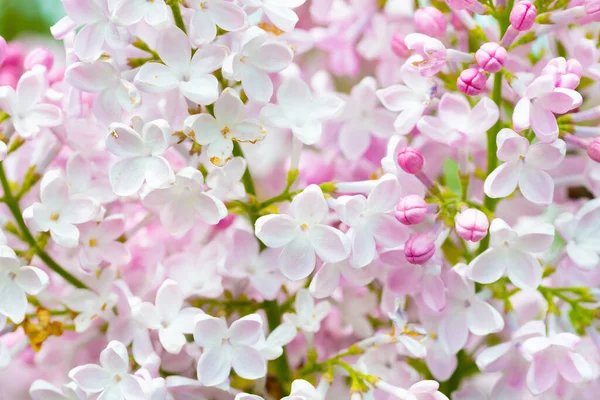 Lilac Blommor Vit Lila Fjäder Blomma Bakgrund — Stockfoto