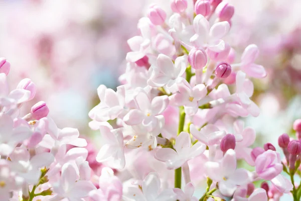 Lilac Blommor Vit Lila Fjäder Blomma Bakgrund — Stockfoto