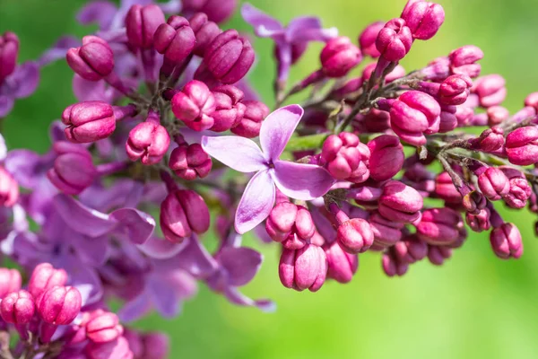 Lilac Purple Flowers Nature Spring Macro Background — Stock Photo, Image