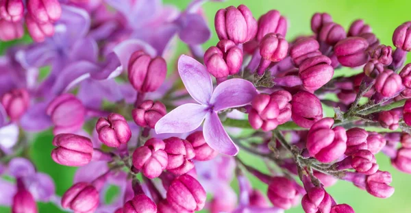 Lilac Purple Flowers Panorama Nature Spring Macro Background — Stock Photo, Image