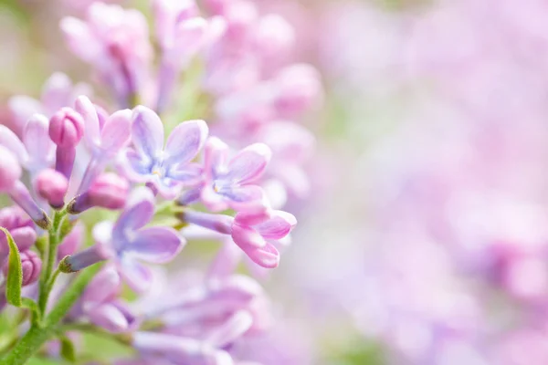 Lilac Lila Blommor Natur Vår Blommig Violett Bakgrund — Stockfoto