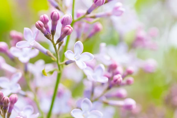 Lilac Paarse Bloemen Natuur Lente Bloemen Violette Achtergrond — Stockfoto