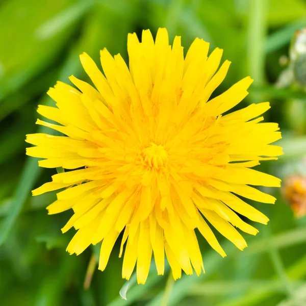 Dandelion Yellow Flower Macro Green Grass — Stock Photo, Image