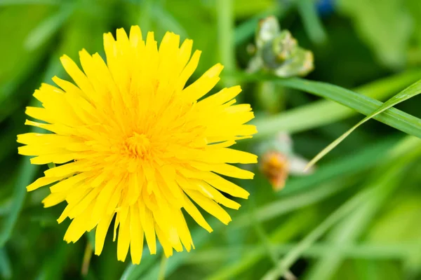 Mleczko Żółte Kwiat Makro Zielonej Trawie — Zdjęcie stockowe