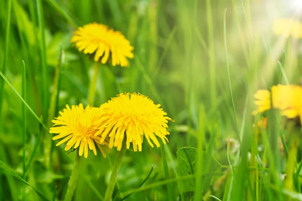 Mleczko Żółte Kwiaty Makro Zielonej Trawie — Zdjęcie stockowe