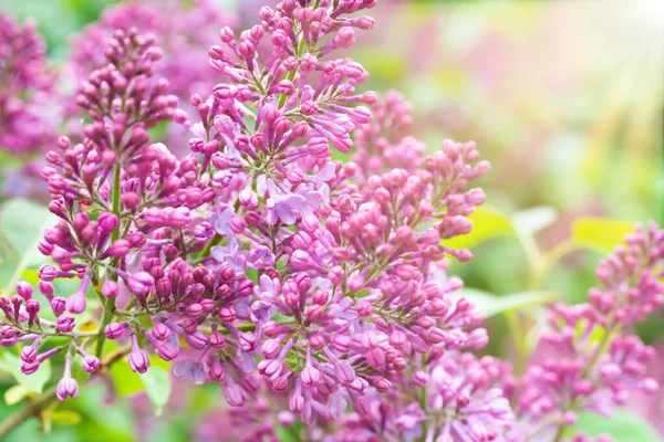 Lilás Roxo Flores Natureza Primavera Floral Violeta Fundo — Fotografia de Stock