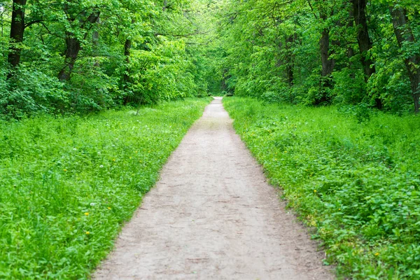 Ścieżka Leśnego Parku Zielonymi Drzewami Zielonym Tunelem Drzew — Zdjęcie stockowe