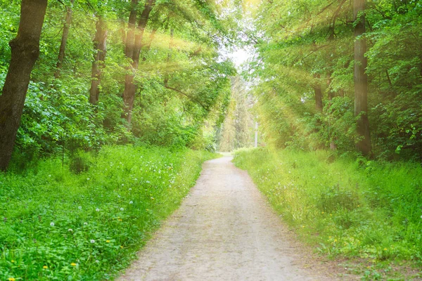 Waldparkweg Mit Grünen Bäumen Und Grünem Lichttunnel Von Bäumen — Stockfoto