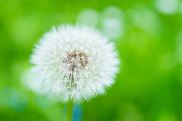 Белый Цветок Одуванчика Зеленом Лугу — стоковое фото
