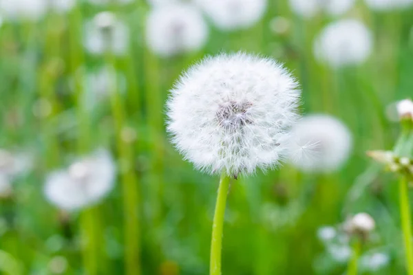 Fleurs Pissenlit Blanc Sur Prairie Herbe Verte — Photo