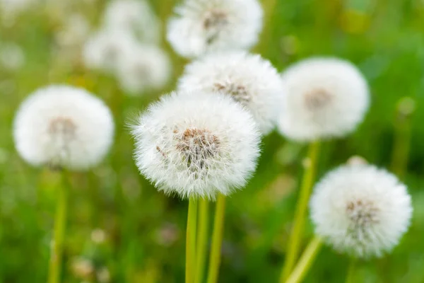 绿草草地上的白色蒲公英花 — 图库照片