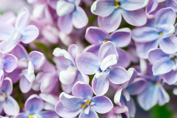 Modré Fialové Květy Makro Pozadí Květinové Pozadí — Stock fotografie