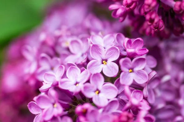 Fioletowy Liliowy Kwiaty Makro Tło Tło Kwiat — Zdjęcie stockowe