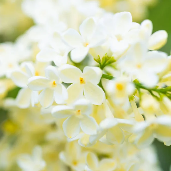 Weiß Gelb Lila Blumen Makrohintergrund Blume Hintergrund — Stockfoto