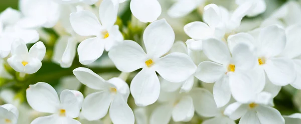 Beyaz Leylak Çiçekleri Makro Panorama Arka Planı Çiçek Arkaplanı — Stok fotoğraf