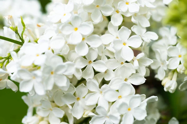 Bianco Fiori Lilla Macro Sfondo Sfondo Fiore — Foto Stock