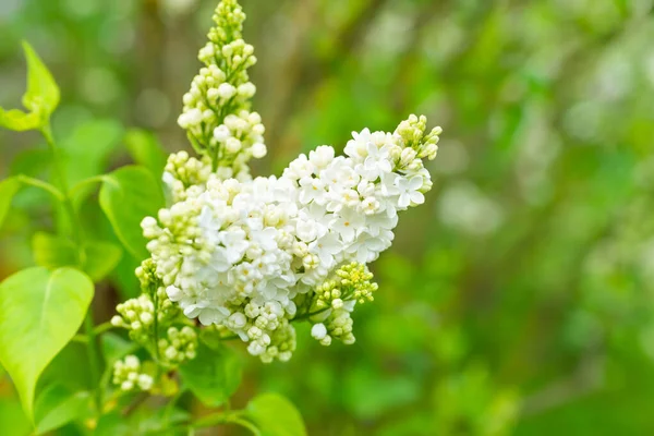 Větvička Bílých Šeříkových Květin Zeleném Travnatém Pozadí — Stock fotografie