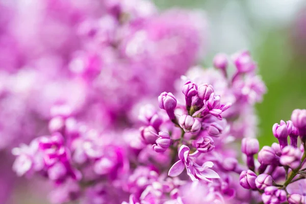 ดอกล ลลาคส นหล งแมโคร นหล งดอกไม — ภาพถ่ายสต็อก