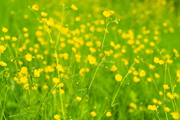 Yellow Flowers Field Landscape Yellow Flower Meadow — Stock Photo, Image