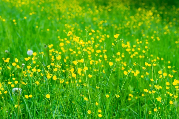 Żółte Kwiaty Pole Krajobraz Żółty Kwiat Łące — Zdjęcie stockowe
