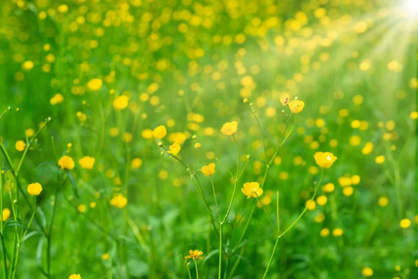 黄花田野 黄花在阳光灿烂的草地上 — 图库照片