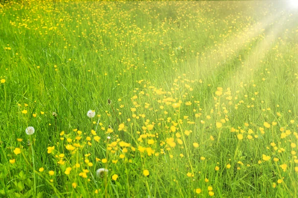 黄色の花のフィールドの風景 日当たりの良い牧草地で黄色の花 — ストック写真