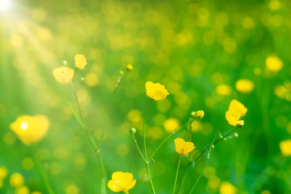 Желтый Цветок Цветущем Зеленом Поле — стоковое фото