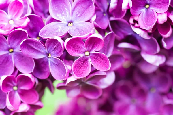 Fialové Šeříkové Květy Makro Pozadí Květinové Pozadí — Stock fotografie