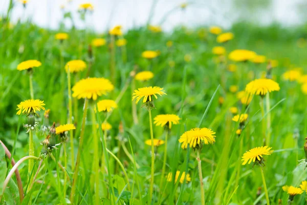 Mleczko Żółte Kwiaty Pole Wiosna Trawa Łąka — Zdjęcie stockowe