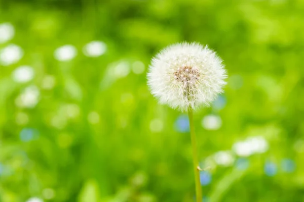 Yeşil Çayır Üzerinde Beyaz Karahindiba Çiçeği — Stok fotoğraf