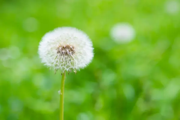 绿草地上的白蒲公英花 — 图库照片