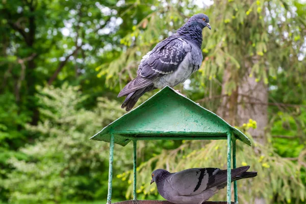 Mangeoire Pigeon Oiseau Colombe Dans Parc Vert — Photo