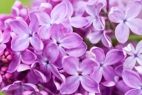 Fioletowy Liliowy Kwiaty Makro Tło Tło Kwiat — Zdjęcie stockowe